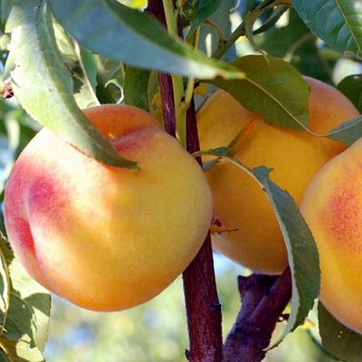 Персики в Махачкале