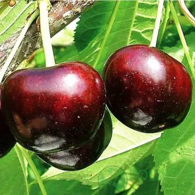 Черешня САММИТ в Махачкале