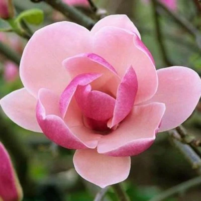 Магнолия РУСТИКА РУМБА в Махачкале