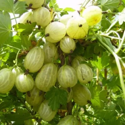 Крыжовник ИНВИКТА в Махачкале