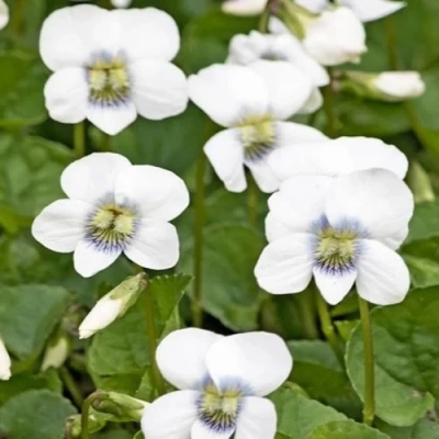 Фиалка АЛЬБИФЛОРА сестринская в Махачкале