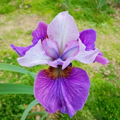 Ирис ЛАЙТ ОВ ХАРТ сибирский в Махачкале