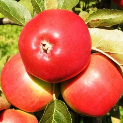 Яблоня СЯБРЫНА в Махачкале