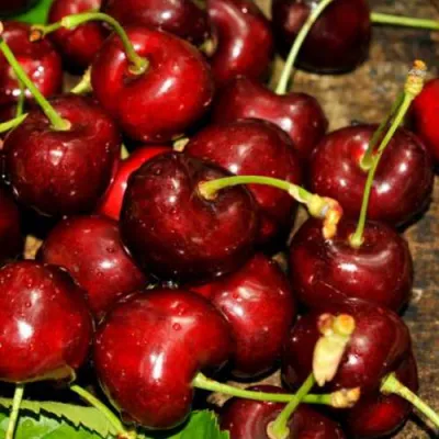 Черешня САММИТ в Махачкале