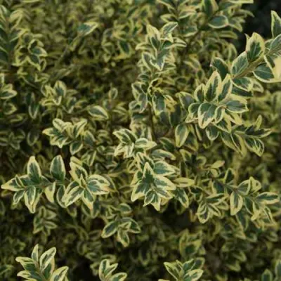 Самшит АУРЕАВАРИЕГАТА в Махачкале