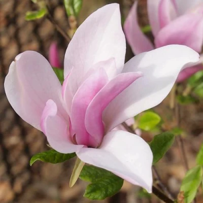 Магнолия БЕТТИ в Махачкале