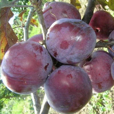 Слива ЛАМА в Махачкале