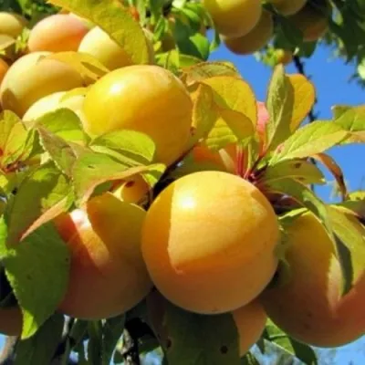 Слива МЕДОВАЯ ЖЁЛТАЯ в Махачкале