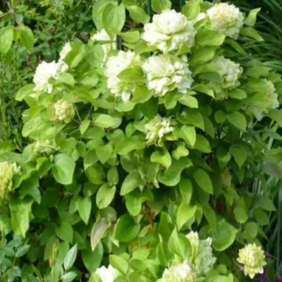 Клематис КОХАНА в Махачкале