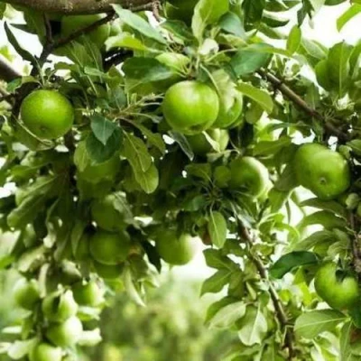 Яблоня ГРЕННИ СМИТ в Махачкале