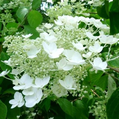 гортензия уайт дом