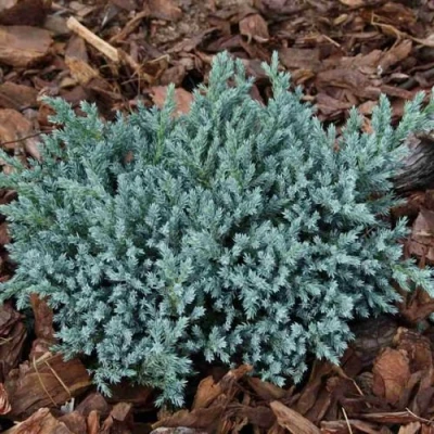 Можжевельник БЛЮ СПАЙДЕР чешуйчатый в Махачкале