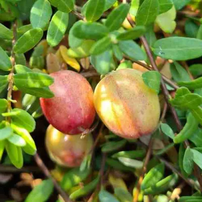 Клюква СТАНКОВИЧ в Махачкале