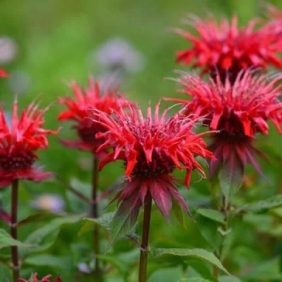 Монарда ПАНОРАМА РЕД в Махачкале