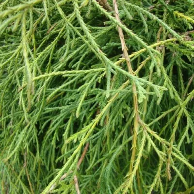 Кипарисовик ФИЛИФЕРА НАНА горохоплодный в Махачкале