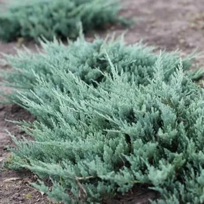 Можжевельник БЛЮ ЧИП горизонтальный в Махачкале