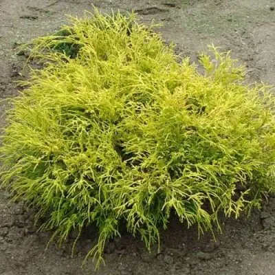 Кипарисовик ГОЛДЕН МОП горохоплодный в Махачкале