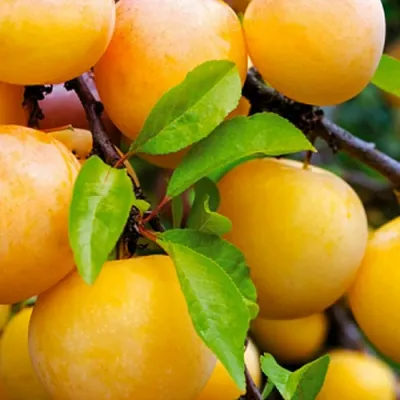 Слива МЕДОВАЯ ЖЁЛТАЯ в Махачкале