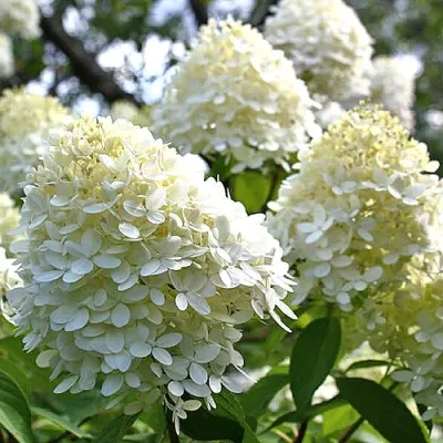 Гортензия БОМБШЕЛ метельчатая в Махачкале