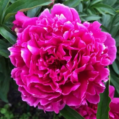 Пион КАРЛ РОЗЕНФЕЛЬД травянистый в Махачкале