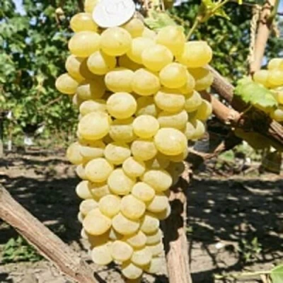 Виноград КИШМИШ ЗОЛОТЦЕ в Махачкале