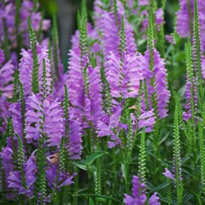 Физостегия РОЗЕЯ виргинская в Махачкале