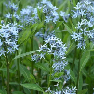 Амсония иволистная в Махачкале