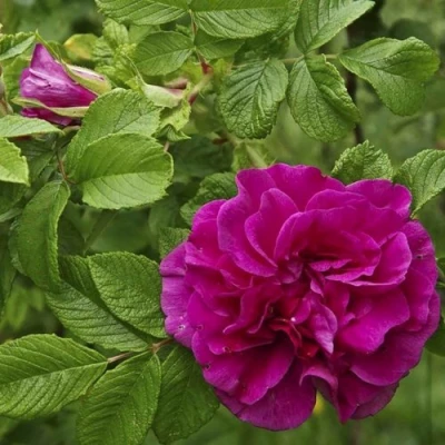 Шиповник ХАНСА в Махачкале