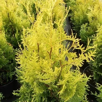 Туя ГОЛДЕН БРАБАНТ западная в Махачкале