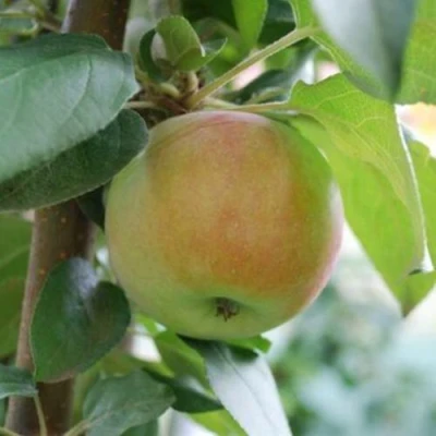 Яблоня ПОДСНЕЖНИК стелющаяся в Махачкале