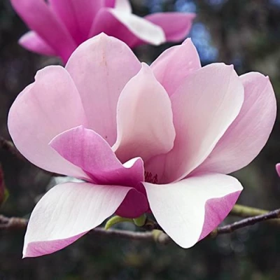 Магнолия РИККИ в Махачкале