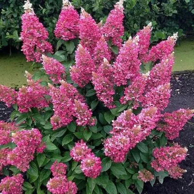 Гортензия МЕГА МИНДИ метельчатая в Махачкале