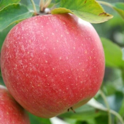 Яблоня ЧЕМПИОН в Махачкале