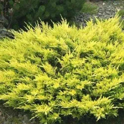 Можжевельник ЛАЙМ ГЛОУ горизонтальный в Махачкале