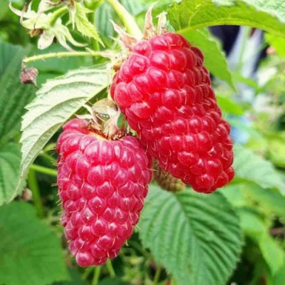 Малина ПШЕХИБА в Махачкале