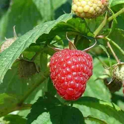 Малина КВЕЛЛИ в Махачкале