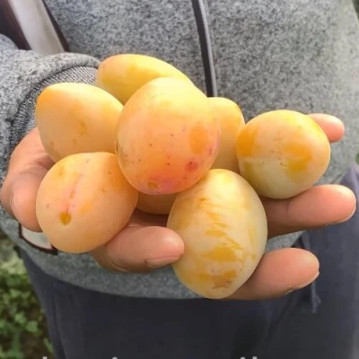 Слива ЯХОНТОВАЯ в Махачкале