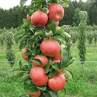 Яблоня ЯНТАРНОЕ ОЖЕРЕЛЬЕ колонновидная в Махачкале
