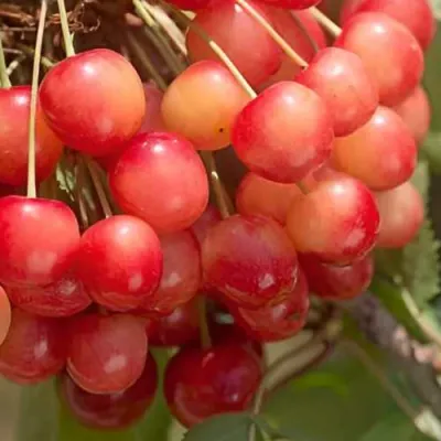 Черешня ЮЛИЯ в Махачкале