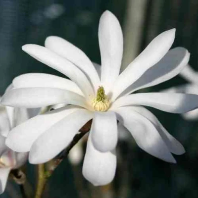 Магнолия РОЯЛ СТАР в Махачкале