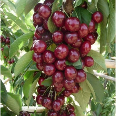 Вишня КОРОЛЕВА колонновидная в Махачкале