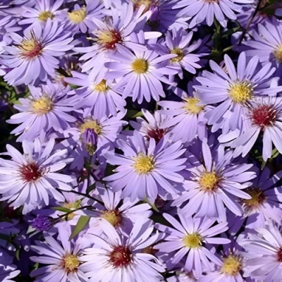 Астра БЛЮ ХЕВЕН сердцелистная в Махачкале