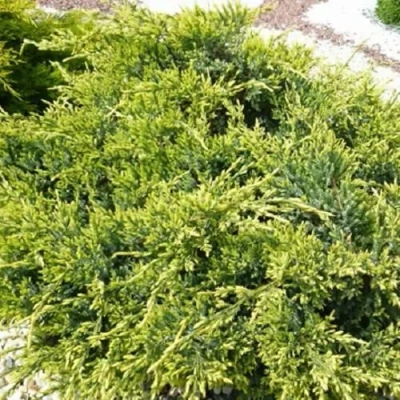 Можжевельник ГОЛД СТАР средний в Махачкале