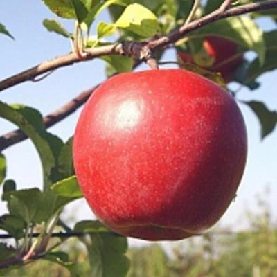 Яблоня ЛИГОЛ в Махачкале