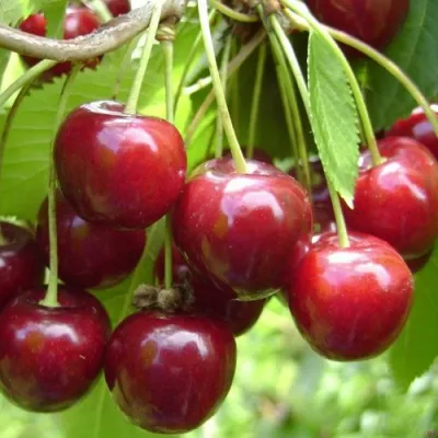 Черешня СИНЯВСКАЯ в Махачкале