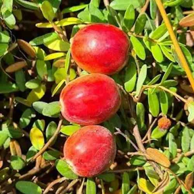 Клюква БАИН 6 в Махачкале