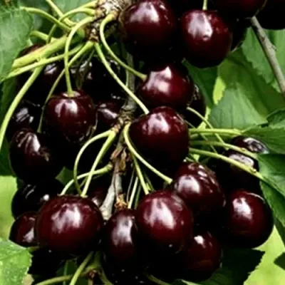 Черешня ДОНЕЦКИЙ УГОЛЁК в Махачкале