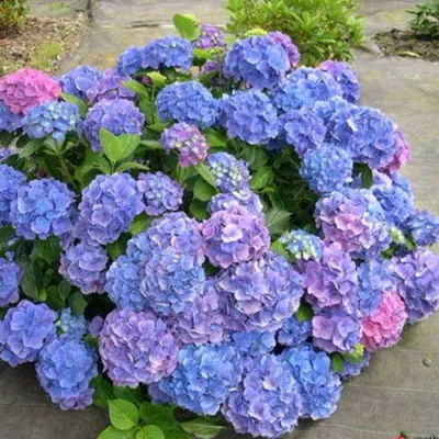 Гортензия БОДЕНСИ крупнолистная в Махачкале