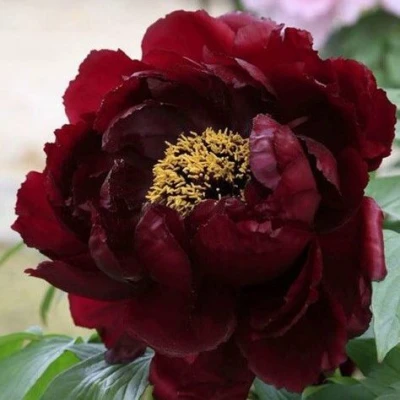 Пион ПОЛНОЧЬ древовидный в Махачкале