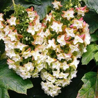 Гортензия БЛЭК ПОРШ дуболистная в Махачкале